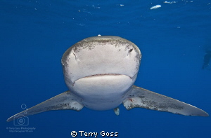 "You Rang, Sir?" - oceanic whitetip (Carcharhinus longima... by Terry Goss 